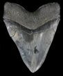 Massive, Megalodon Tooth - Spectacularly Serrated! #35959-2
